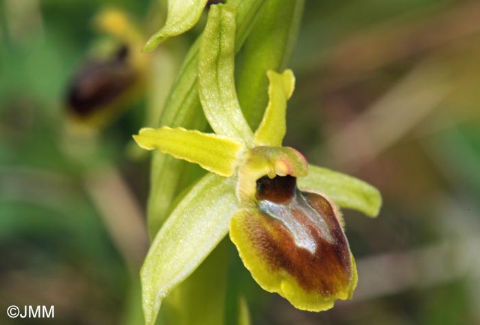 Ophrys araneola