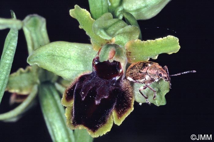 Ophrys araneola