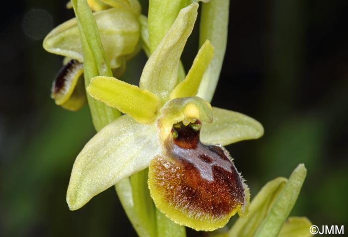 Ophrys araneola