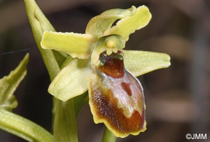 Ophrys araneola