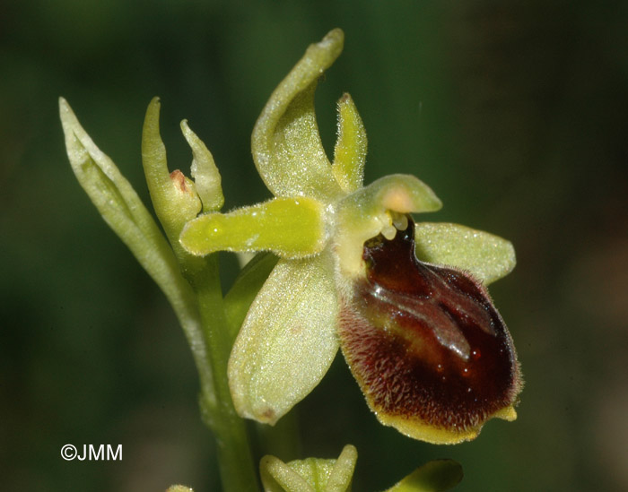 Ophrys araneola 