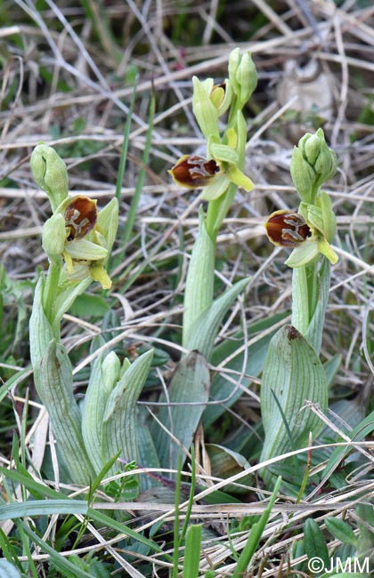 Ophrys araneola