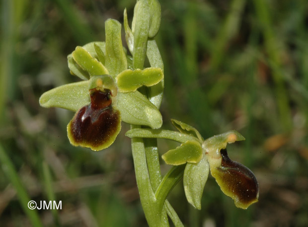 Ophrys araneola 
