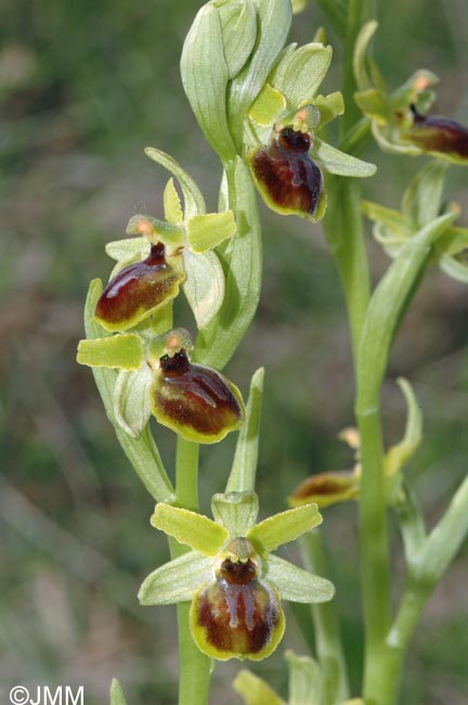 Ophrys araneola = Ophrys litigiosa