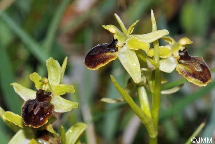 Ophrys araneola = Ophrys litigiosa