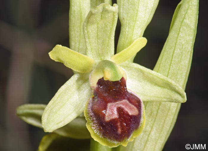 Ophrys araneola