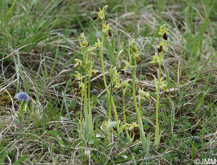 Ophrys araneola