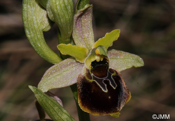 Ophrys araneola x fuciflora