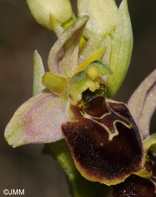 Ophrys araneola x fuciflora