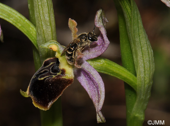 Ophrys araneola x fuciflora