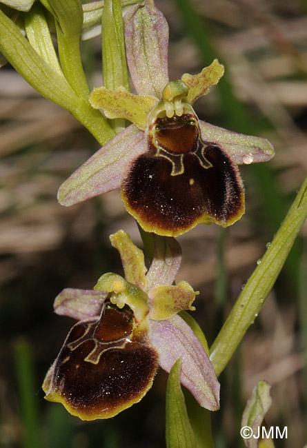 Ophrys araneola x fuciflora