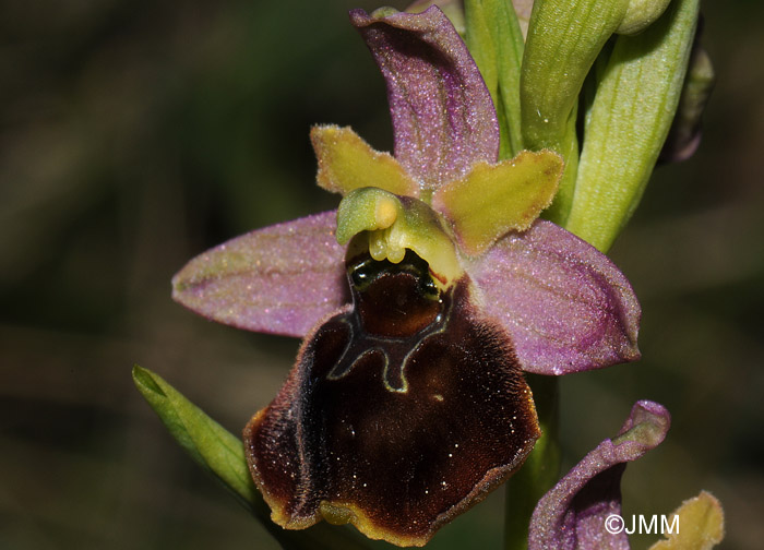 Ophrys araneola x fuciflora