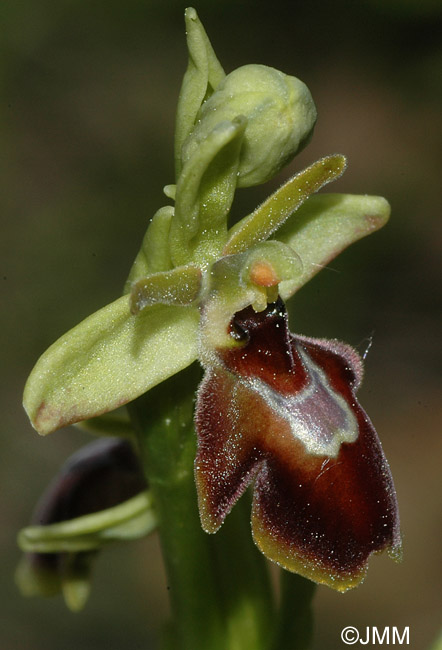 Ophrys araneola x insectifera