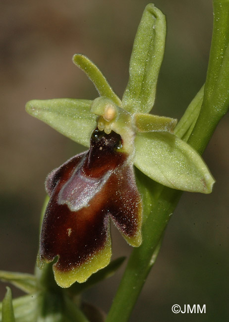 Ophrys araneola x insectifera