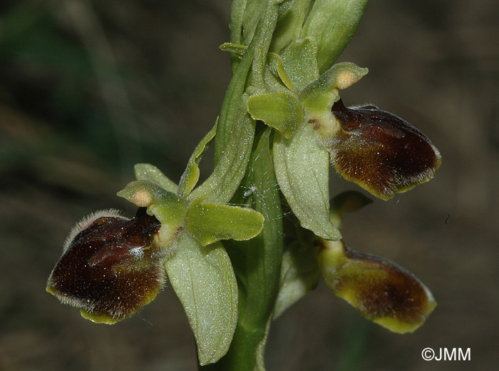 Ophrys araneola x sphegodes