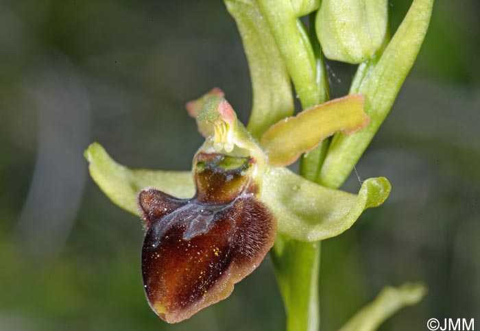 Ophrys araneola x sphegodes