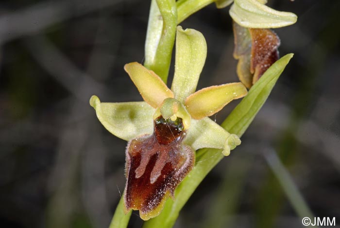 Ophrys araneola x sphegodes