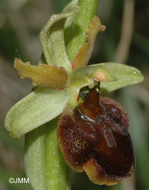 Ophrys araneola x sphegodes