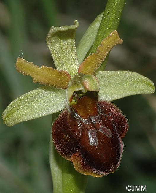 Ophrys araneola x sphegodes