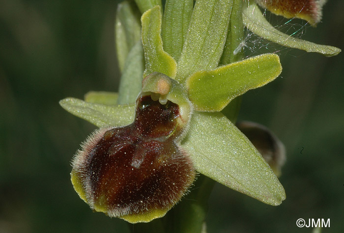 Ophrys araneola x sphegodes