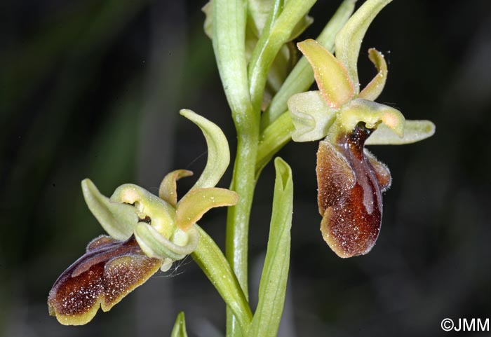 Ophrys araneola x sphegodes