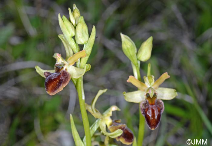 Ophrys araneola x sphegodes