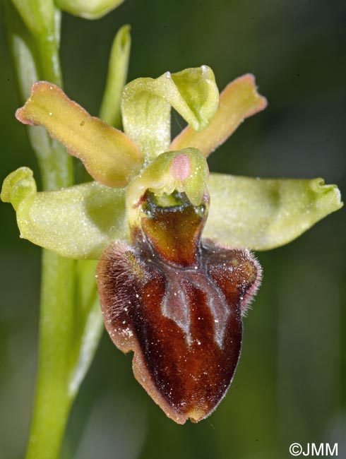 Ophrys araneola x sphegodes