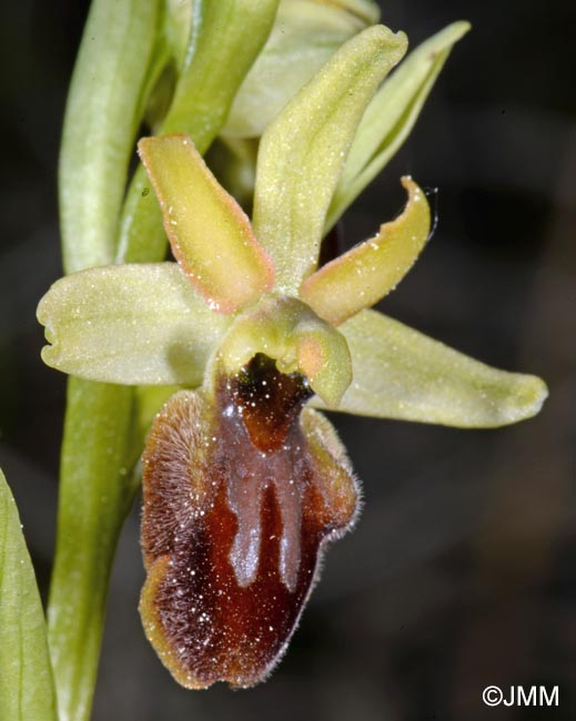 Ophrys araneola x sphegodes