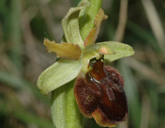 Ophrys araneola x sphegodes