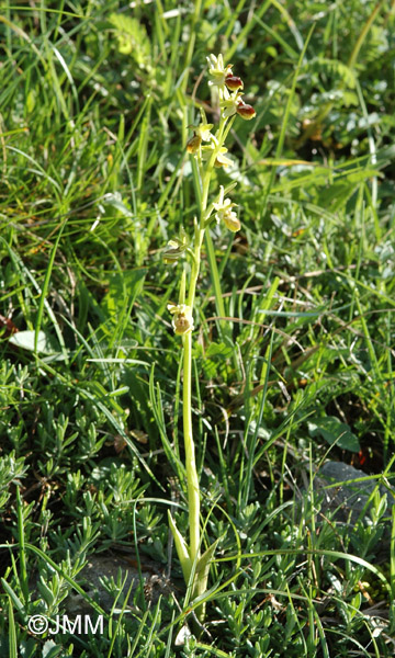 Ophrys araneola 