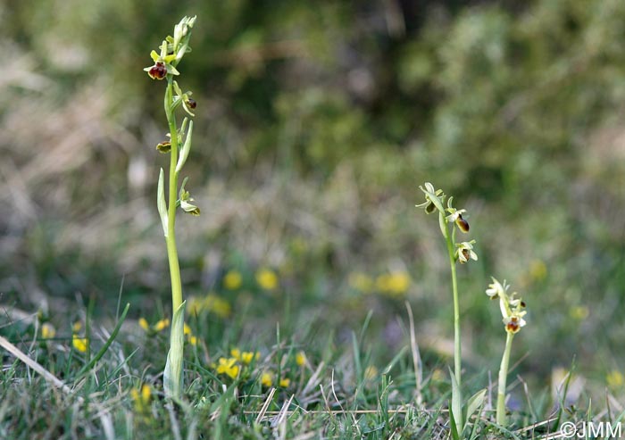 Ophrys araneola = Ophrys litigiosa