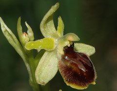 Ophrys araneola