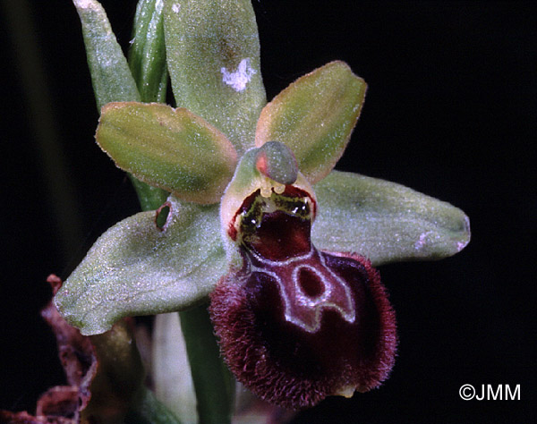 Ophrys argensonensis