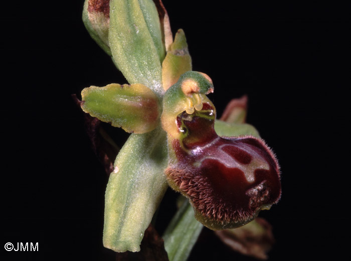 Ophrys argensonensis