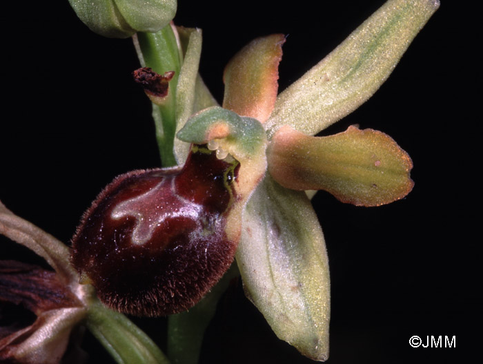 Ophrys argensonensis