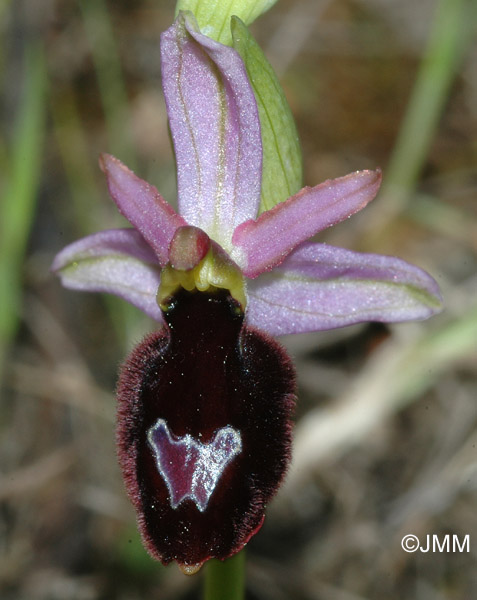 Ophrys aurelia