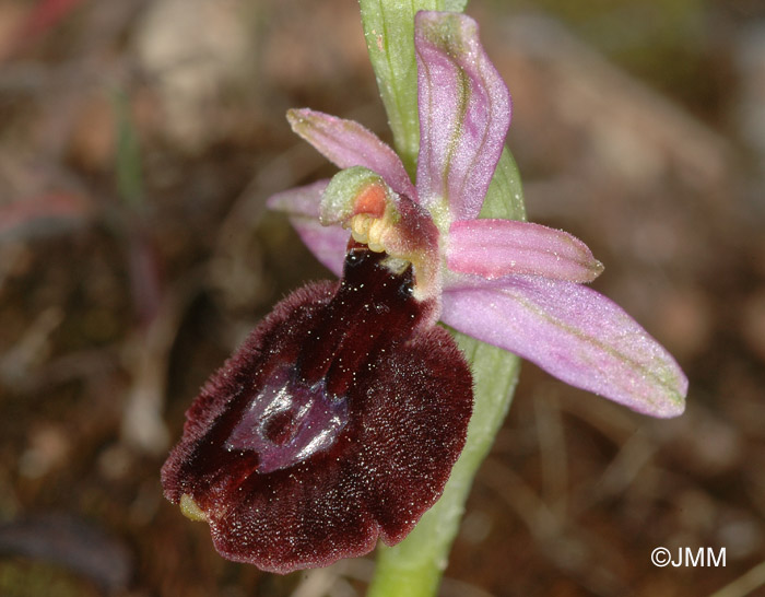 Ophrys aurelia