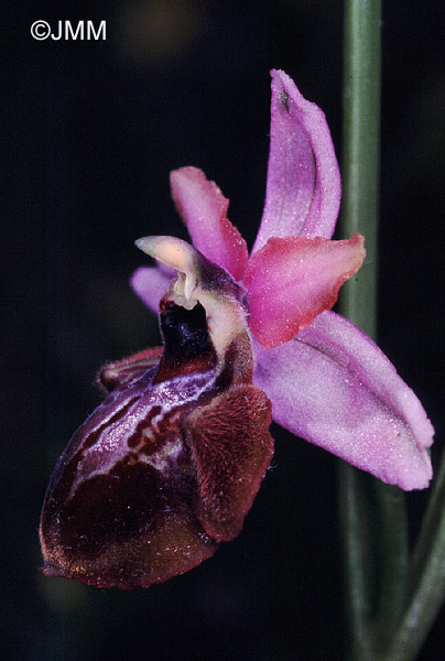 Ophrys aveyronensis