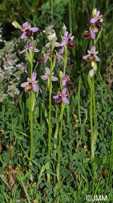 Ophrys aveyronensis 