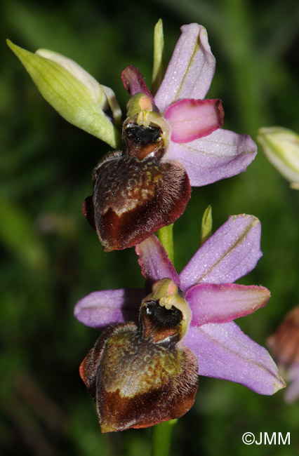 Ophrys aveyronensis 