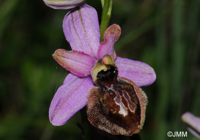 Ophrys aveyronensis 