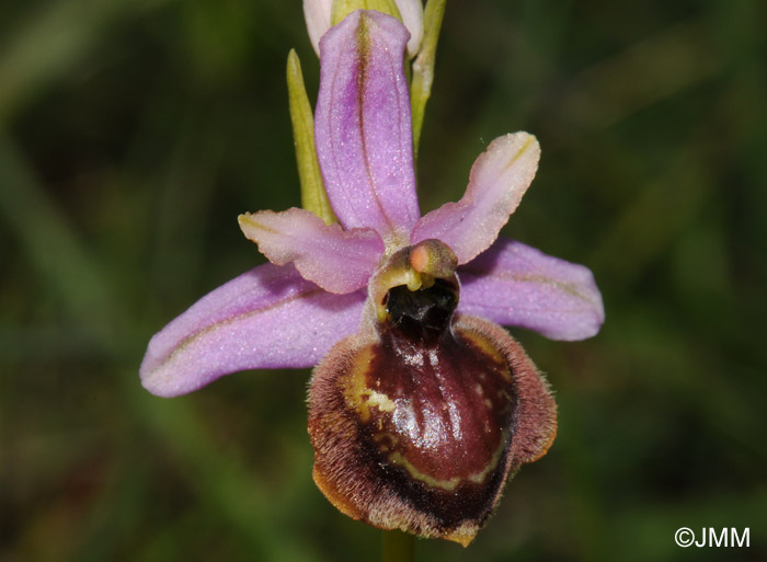 Ophrys aveyronensis 