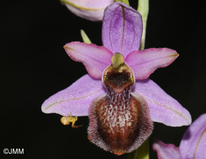 Ophrys aveyronensis 