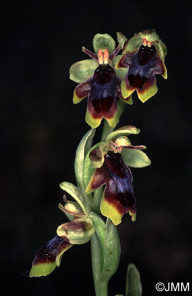 Ophrys aymoninii 