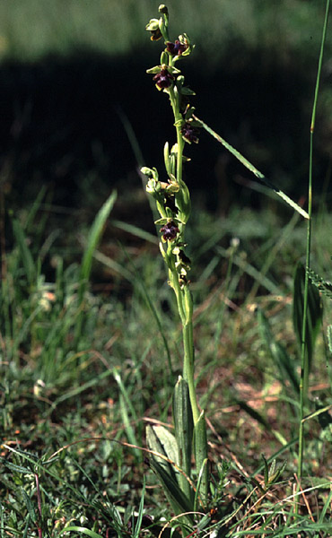 Ophrys aymoninii 