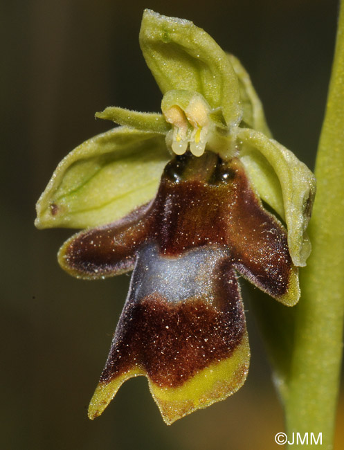 Ophrys aymoninii 