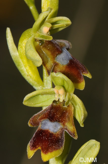 Ophrys aymoninii 