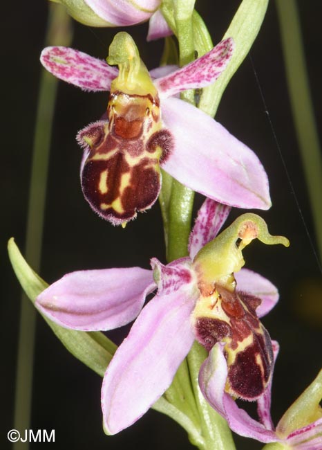 Ophrys apifera f. badensis