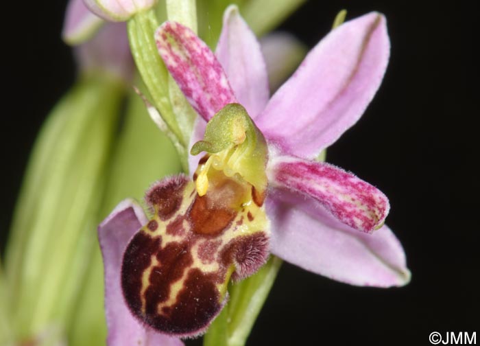 Ophrys apifera f. badensis