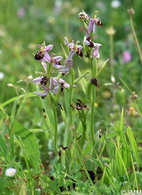 Ophrys apifera f. badensis